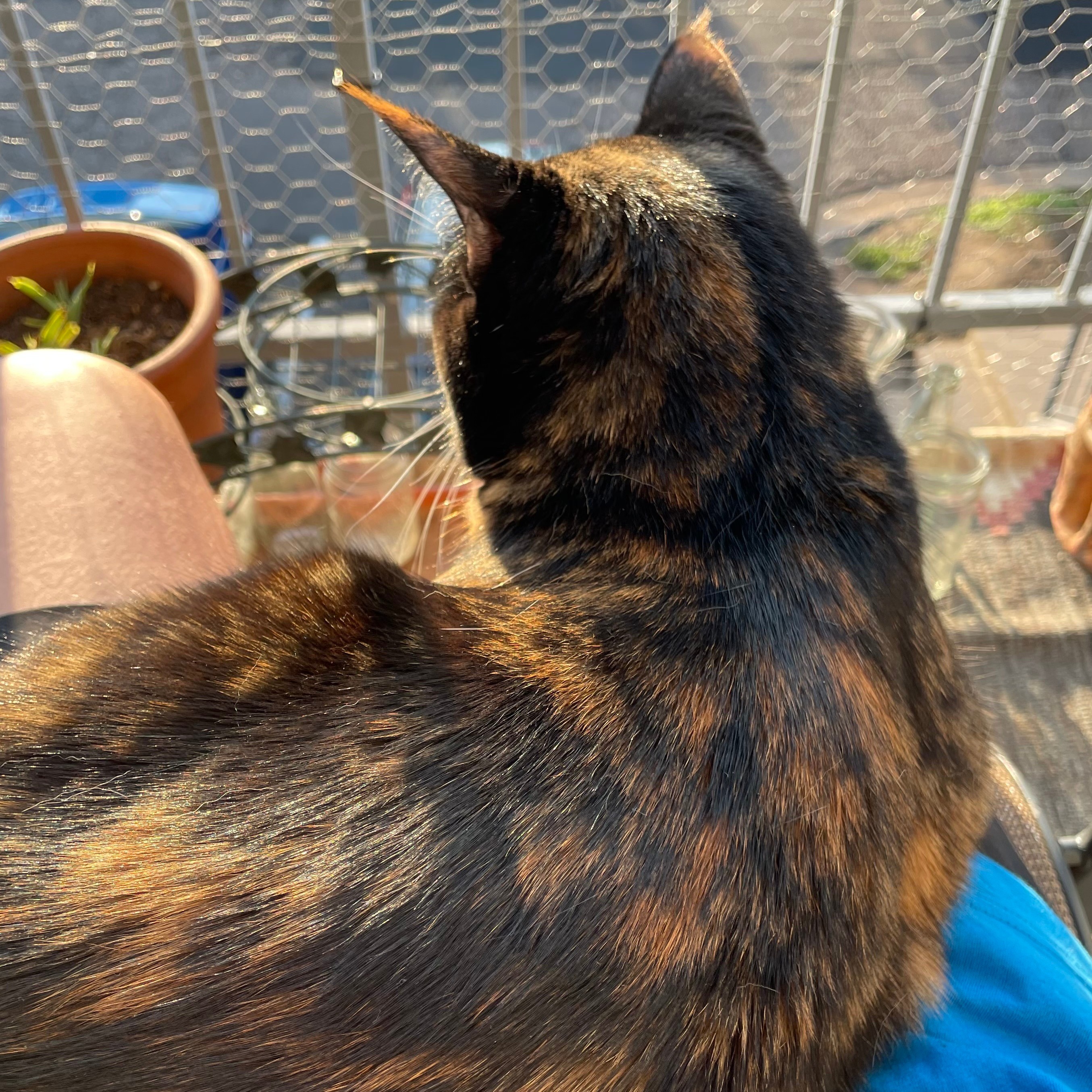 Cat relaxing during an overnight stay