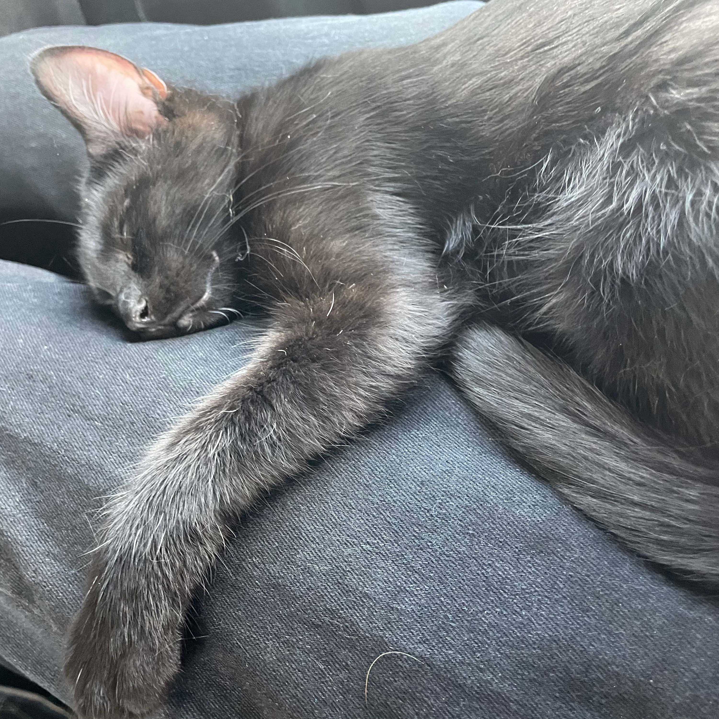 Cat sleeping on a lap