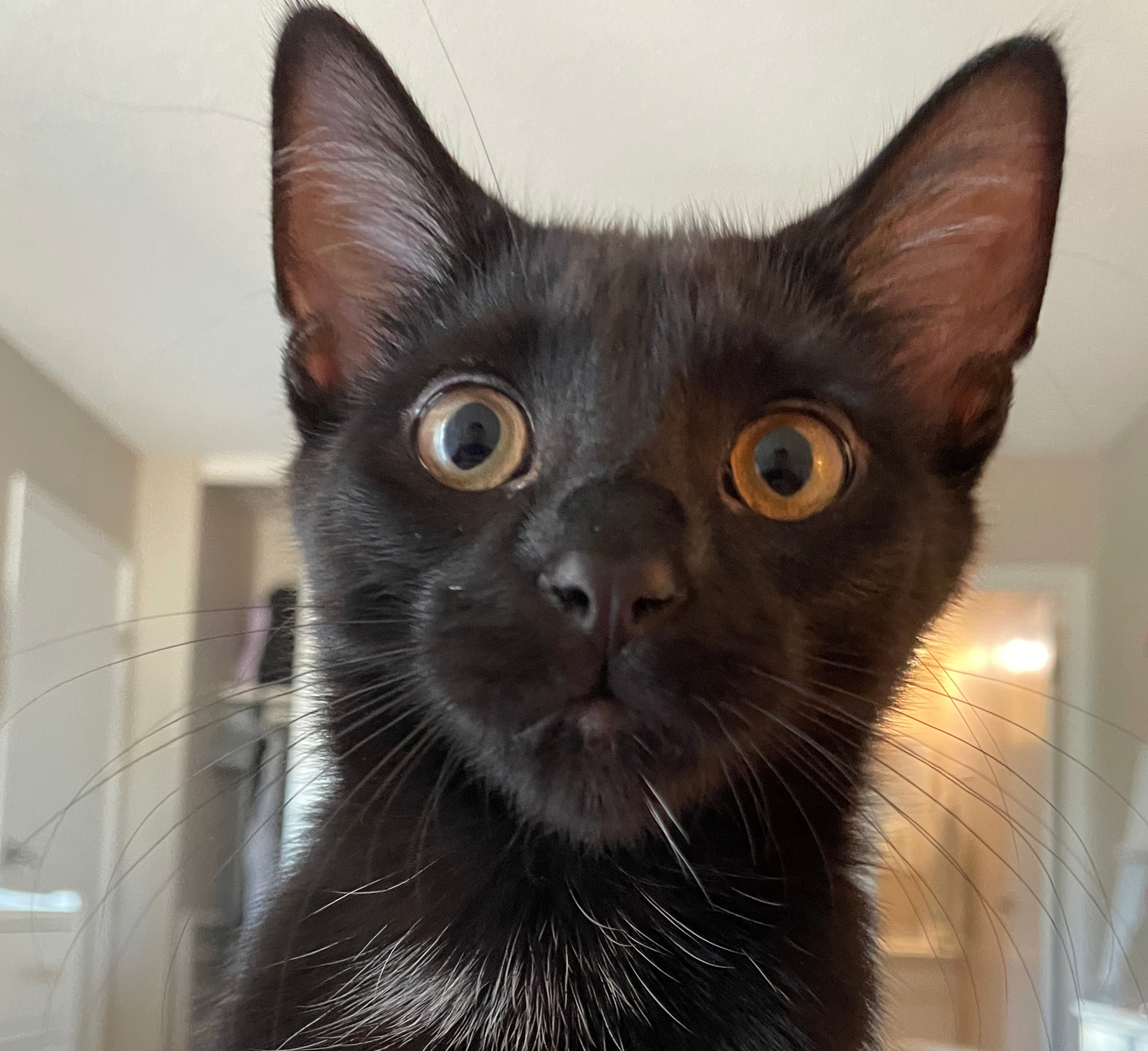 Cat during a pet sitting visit