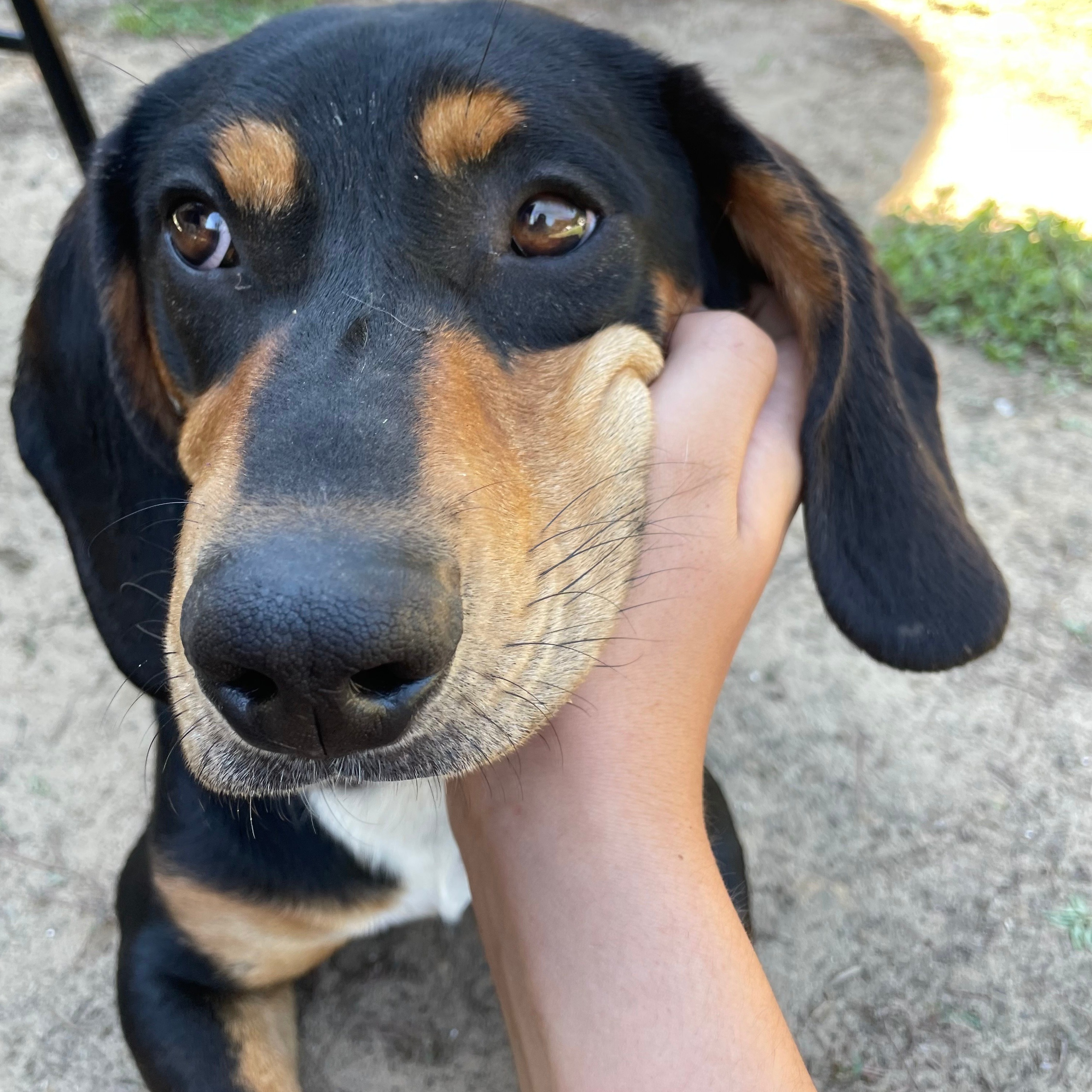 Dog outside