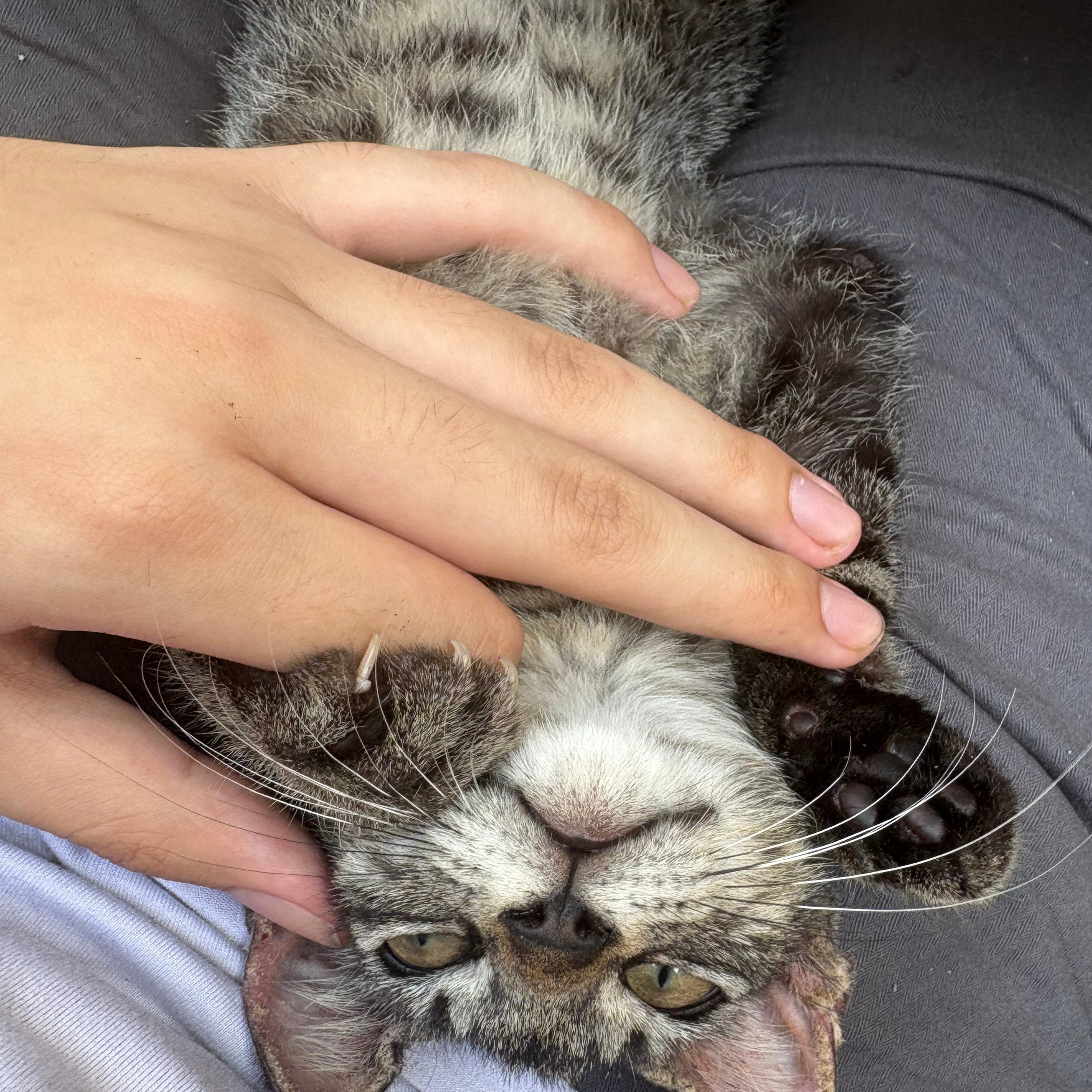 Cat relaxing in a lap